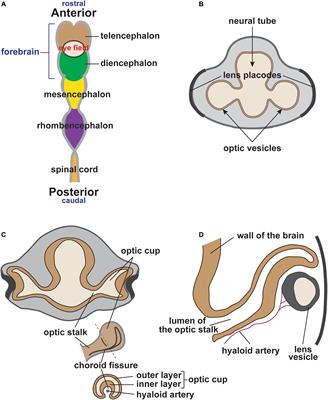 The Ocular Neural Crest: Specification, Migration, and Then What?